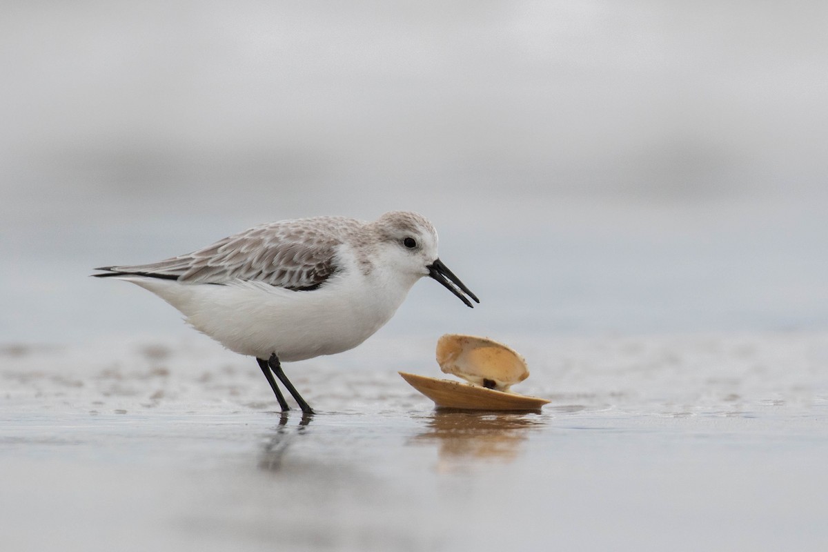 Sanderling - Marc Brawer