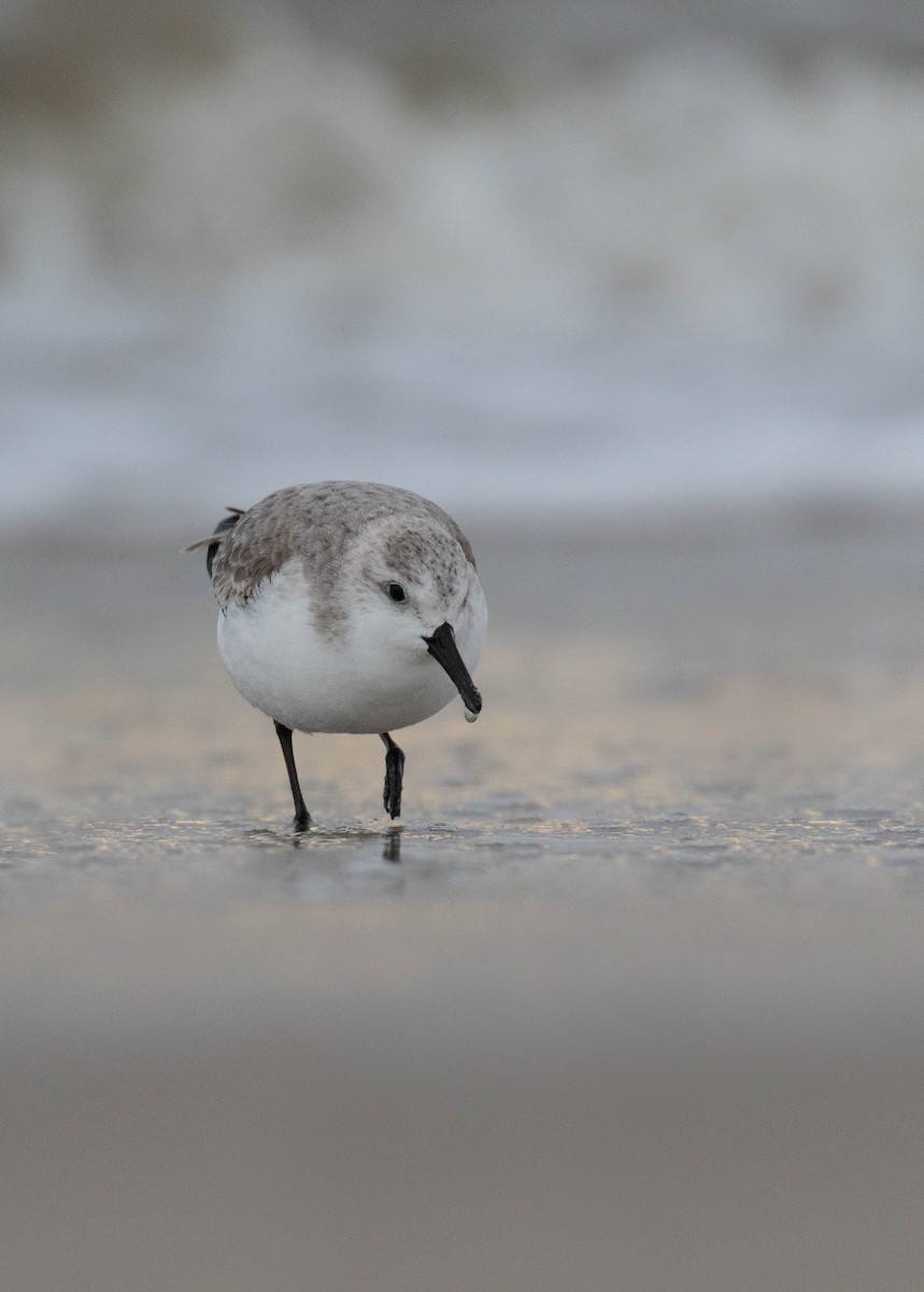 Bécasseau sanderling - ML527437081