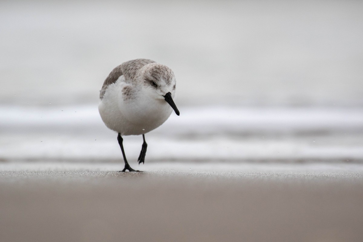 Bécasseau sanderling - ML527437091