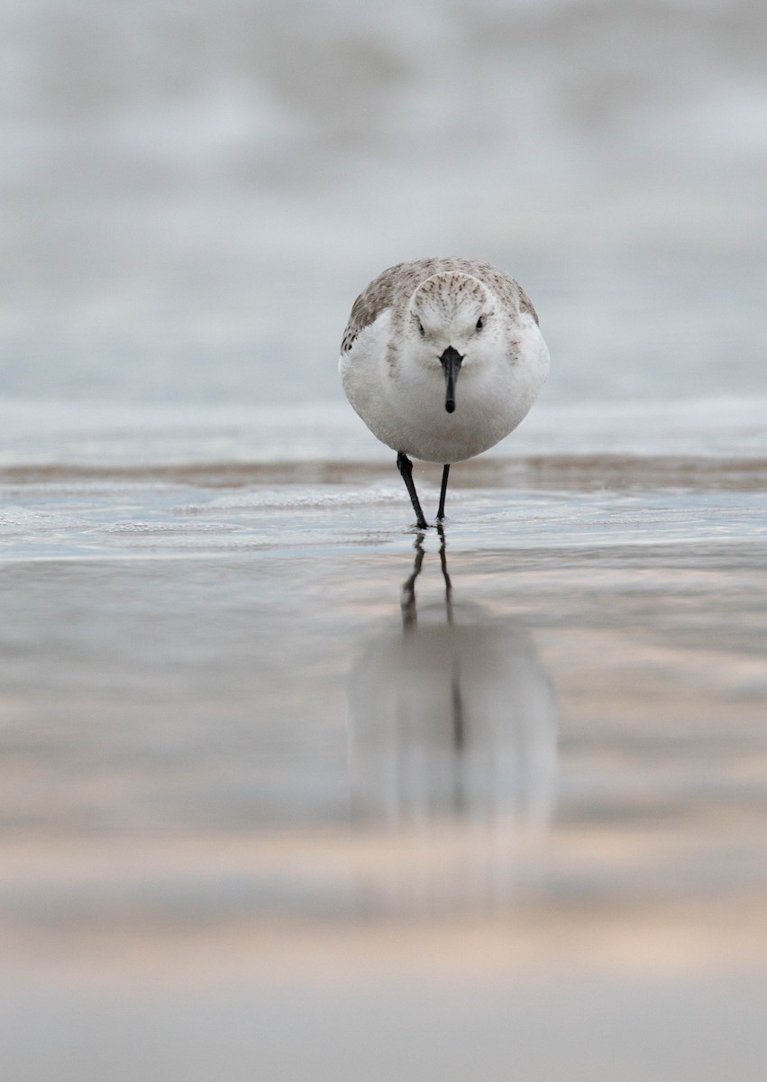 Bécasseau sanderling - ML527437101