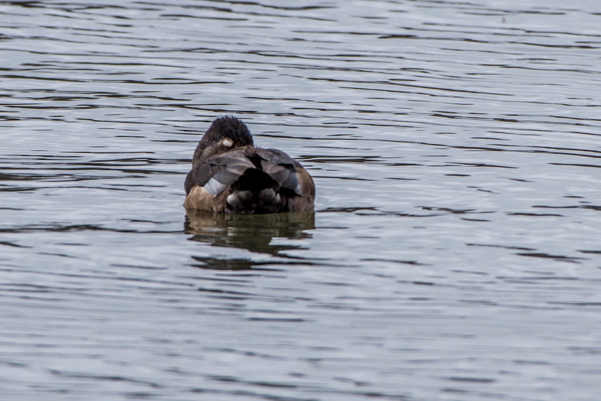 Ring-necked Duck - ML52743711