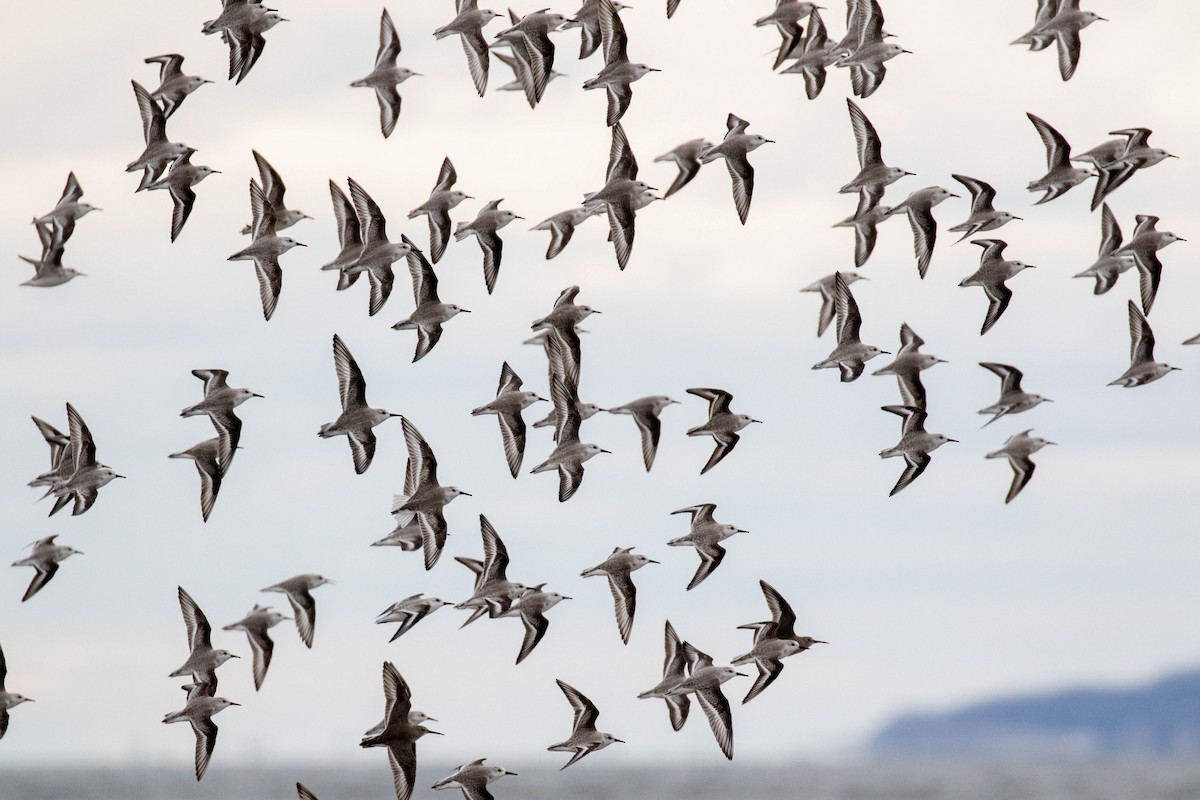 Sanderling - ML527437111