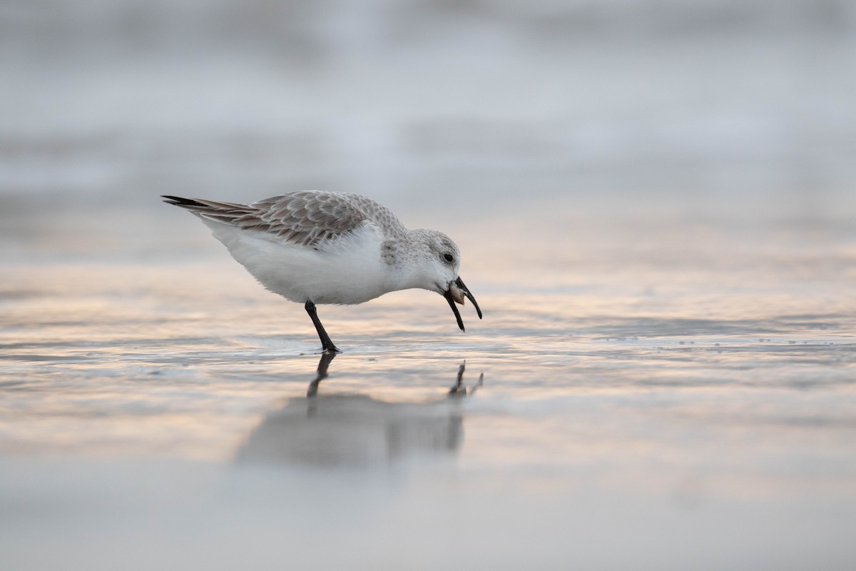 Гурвалж элсэг - ML527437121