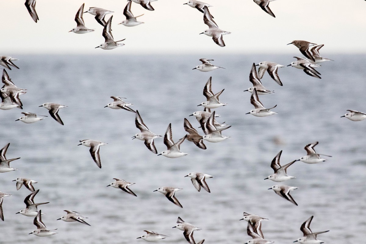 Sanderling - Marc Brawer