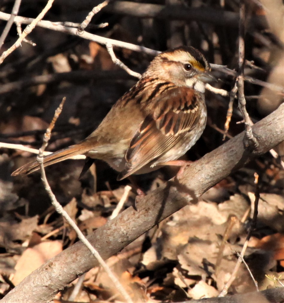 White-throated Sparrow - ML527437151