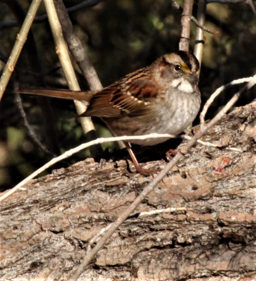 White-throated Sparrow - ML527437181