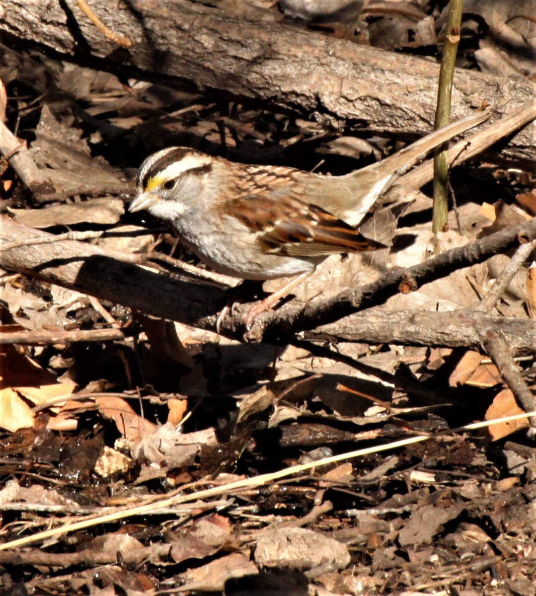 White-throated Sparrow - ML527437271