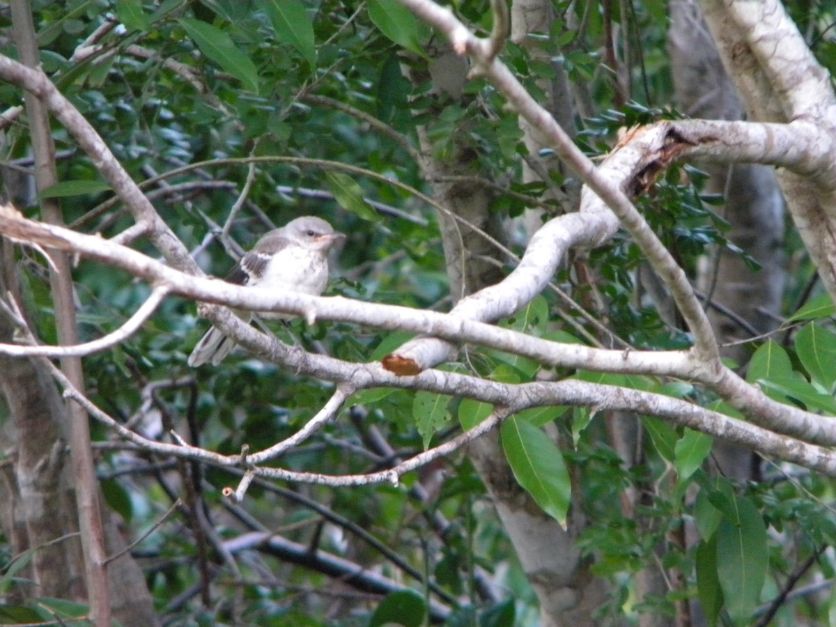 Northern Mockingbird - ML527437451