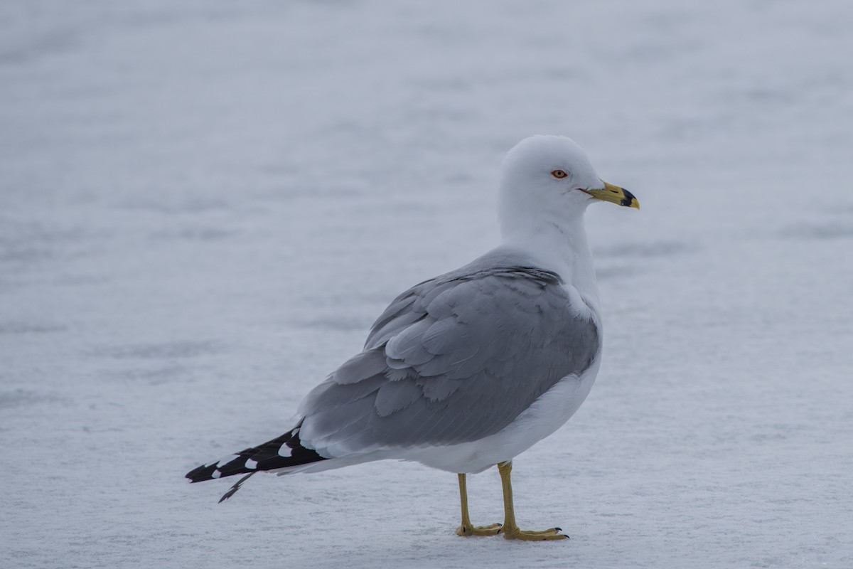 Ring-billed Gull - ML52743761