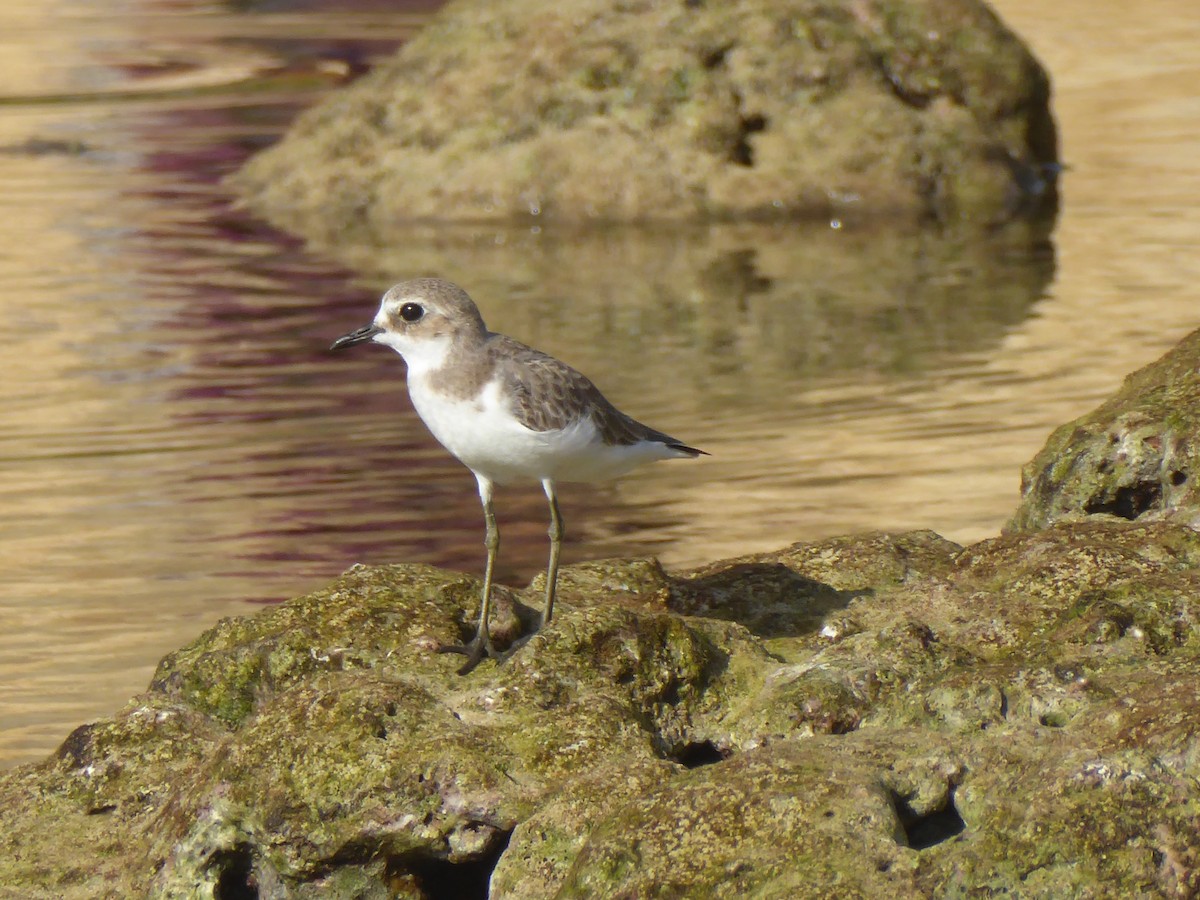 Greater Sand-Plover - Nathanael Poffley