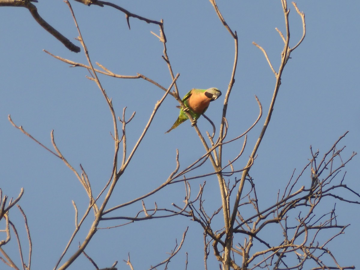 Red-breasted Parakeet - Nathanael Poffley