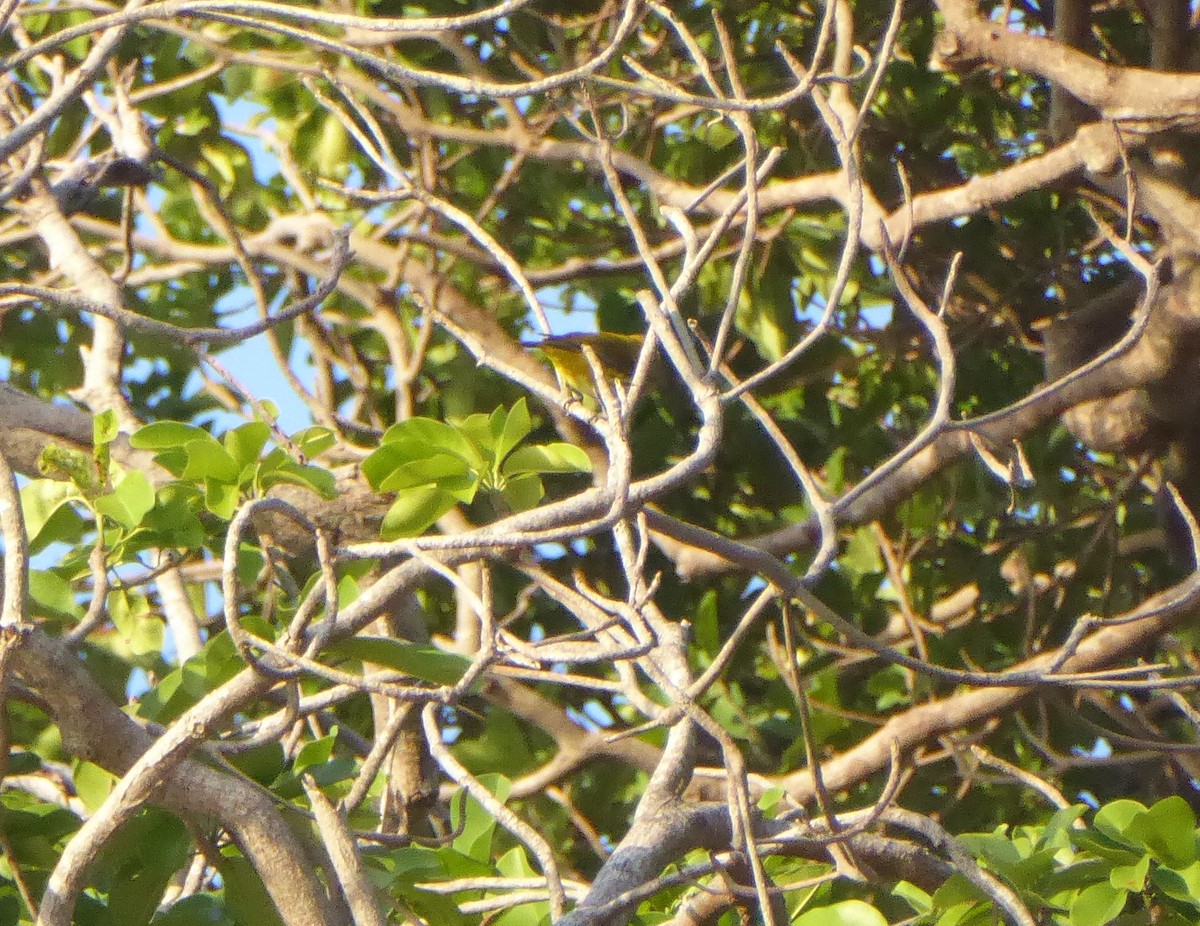 Bulbul des Andaman - ML527437881