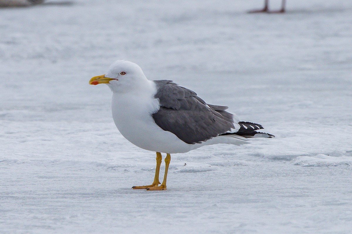 Lesser Black-backed Gull - ML52743811