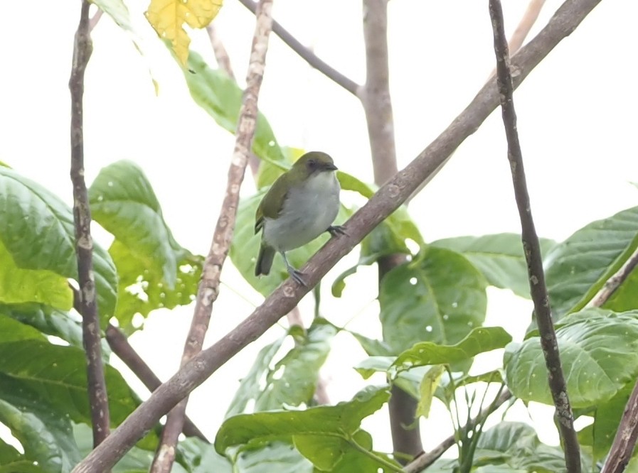 Biak White-eye - ML527440581