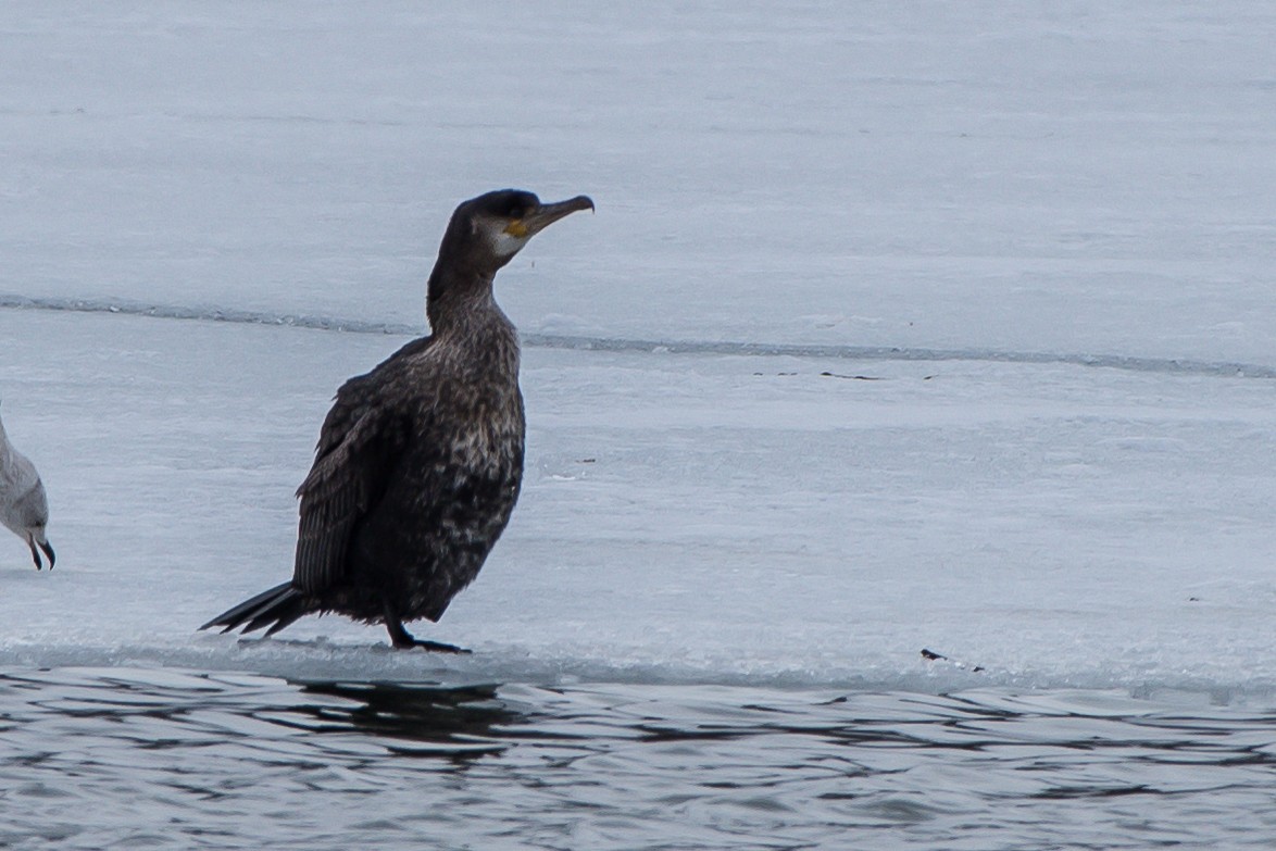 Great Cormorant - ML52744061