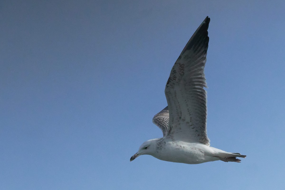 Caspian Gull - ML527442021