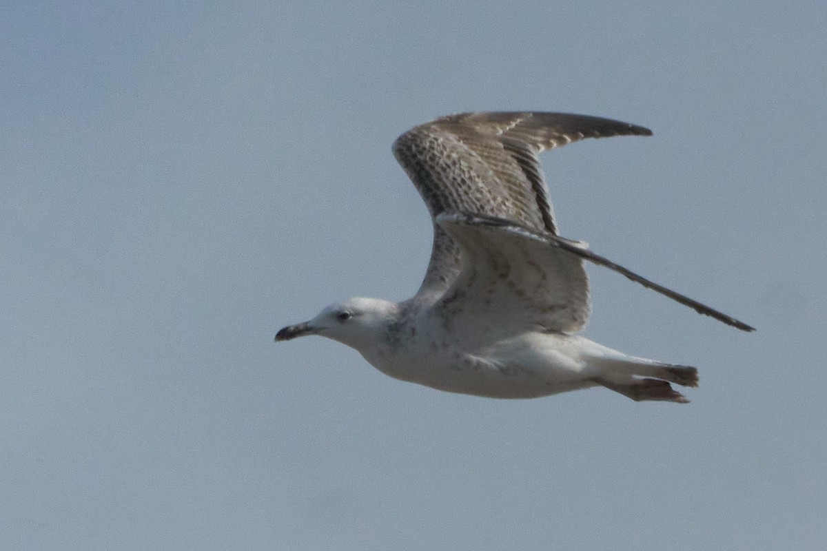 Caspian Gull - Marcel Gil Velasco