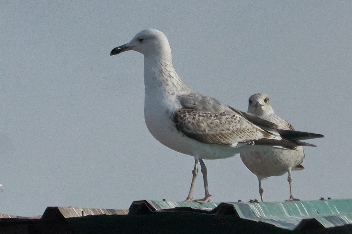 Caspian Gull - ML527442061