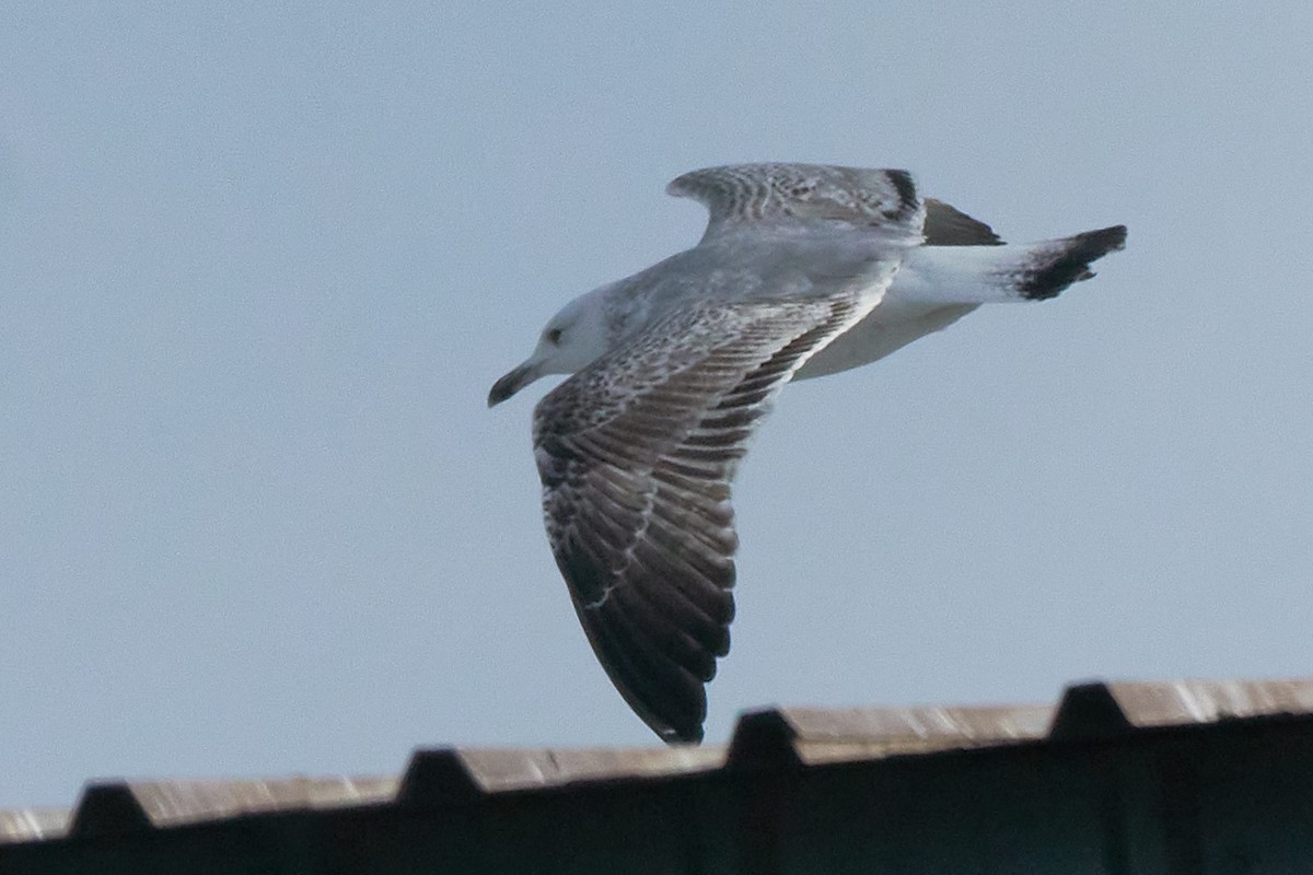 Caspian Gull - ML527442071