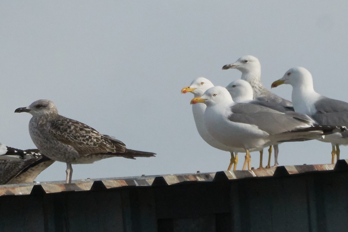 Caspian Gull - ML527442081