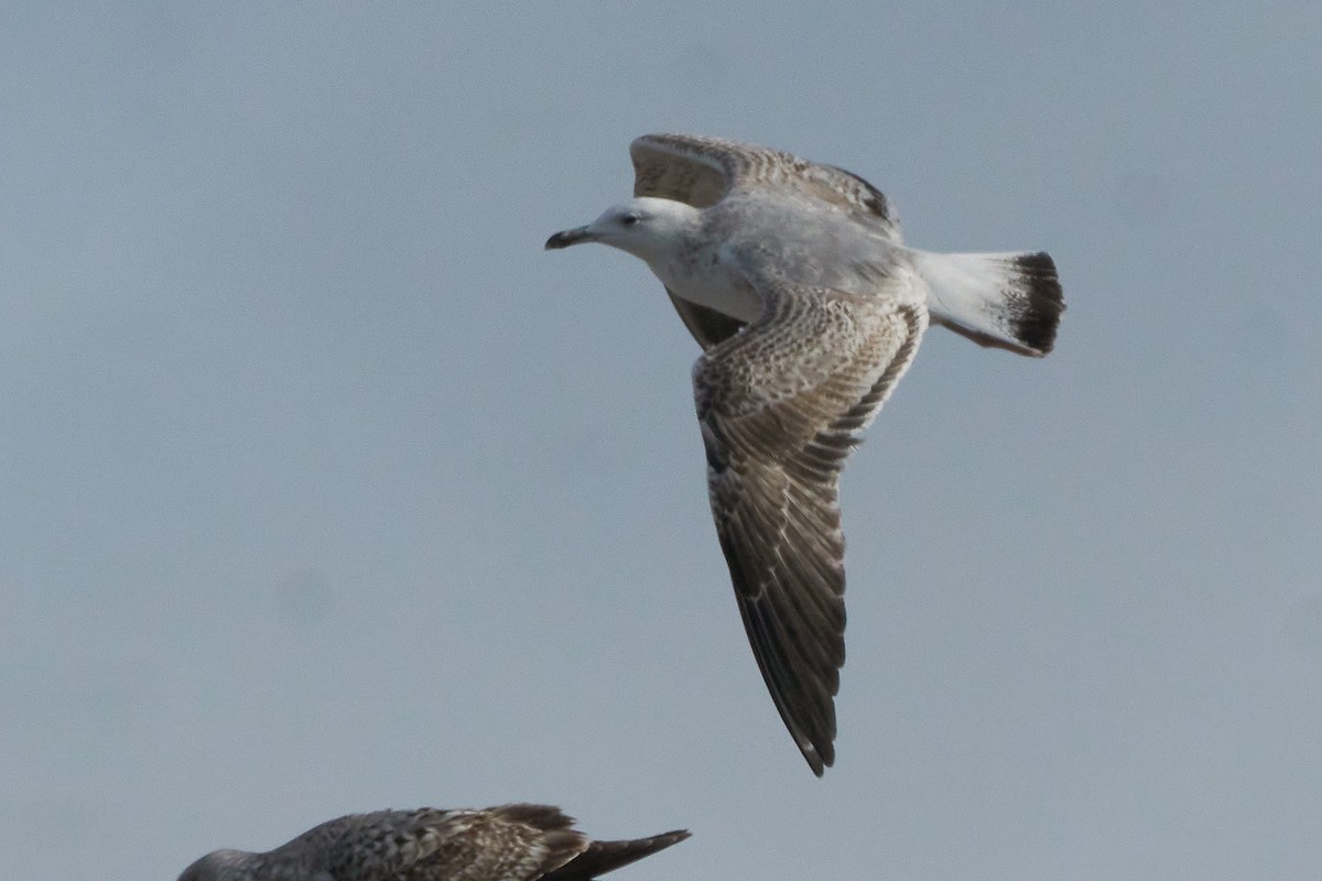 Gaviota del Caspio - ML527442091