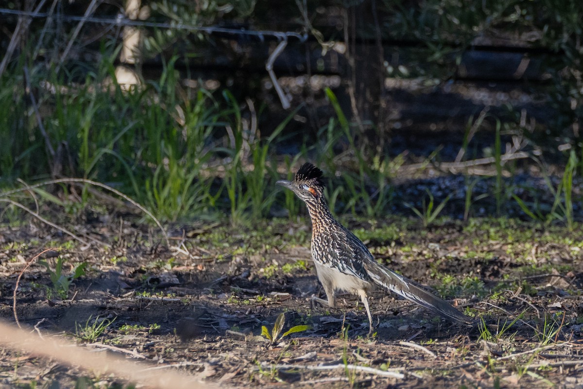 Greater Roadrunner - ML527442621