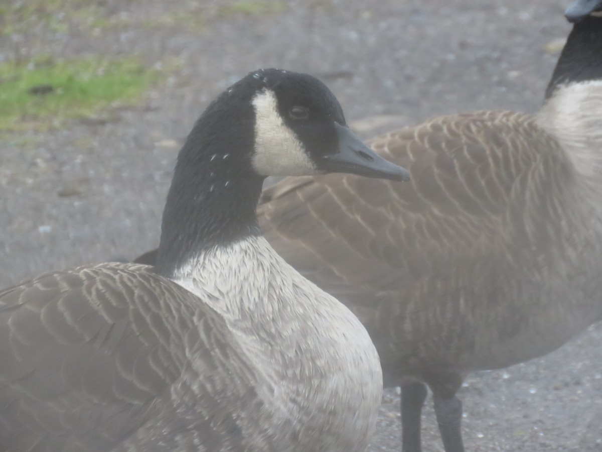 Canada Goose - ML527443201