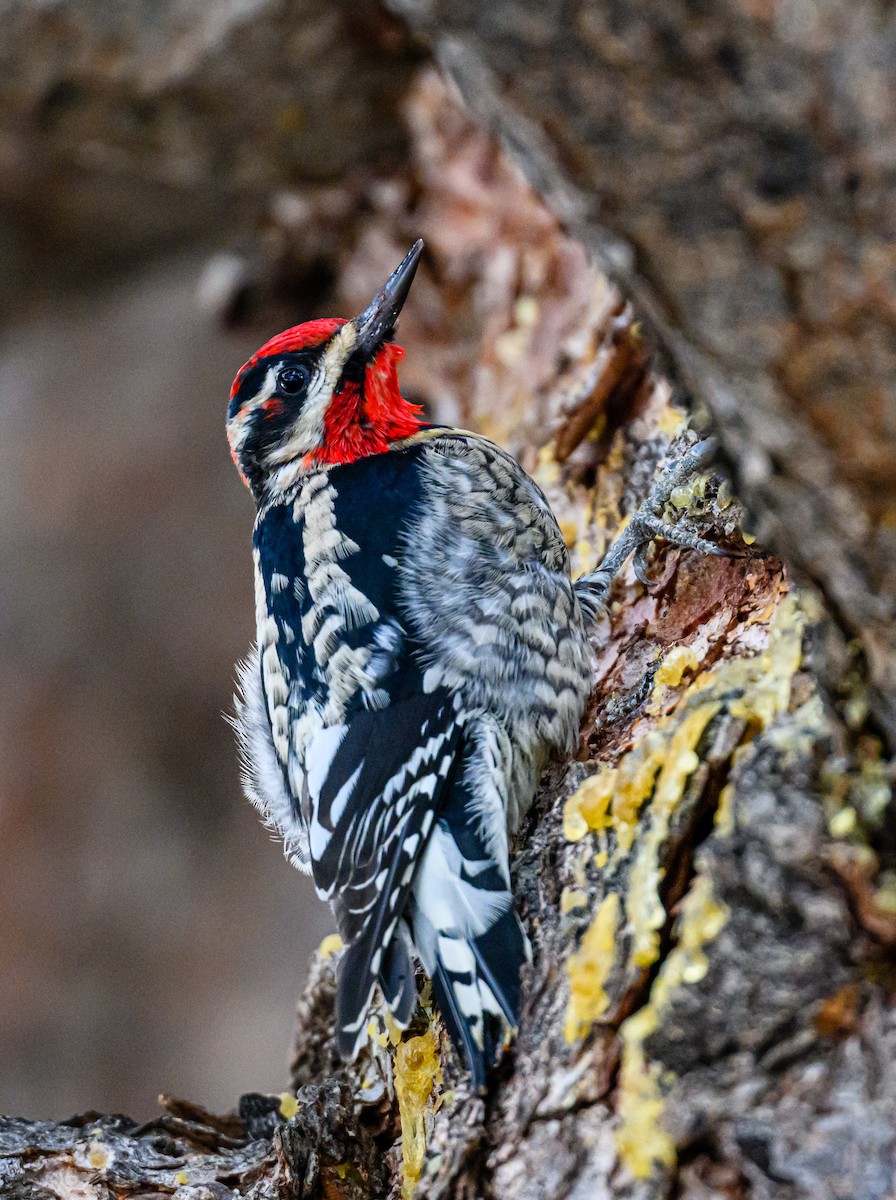 Red-naped Sapsucker - Ken Miracle