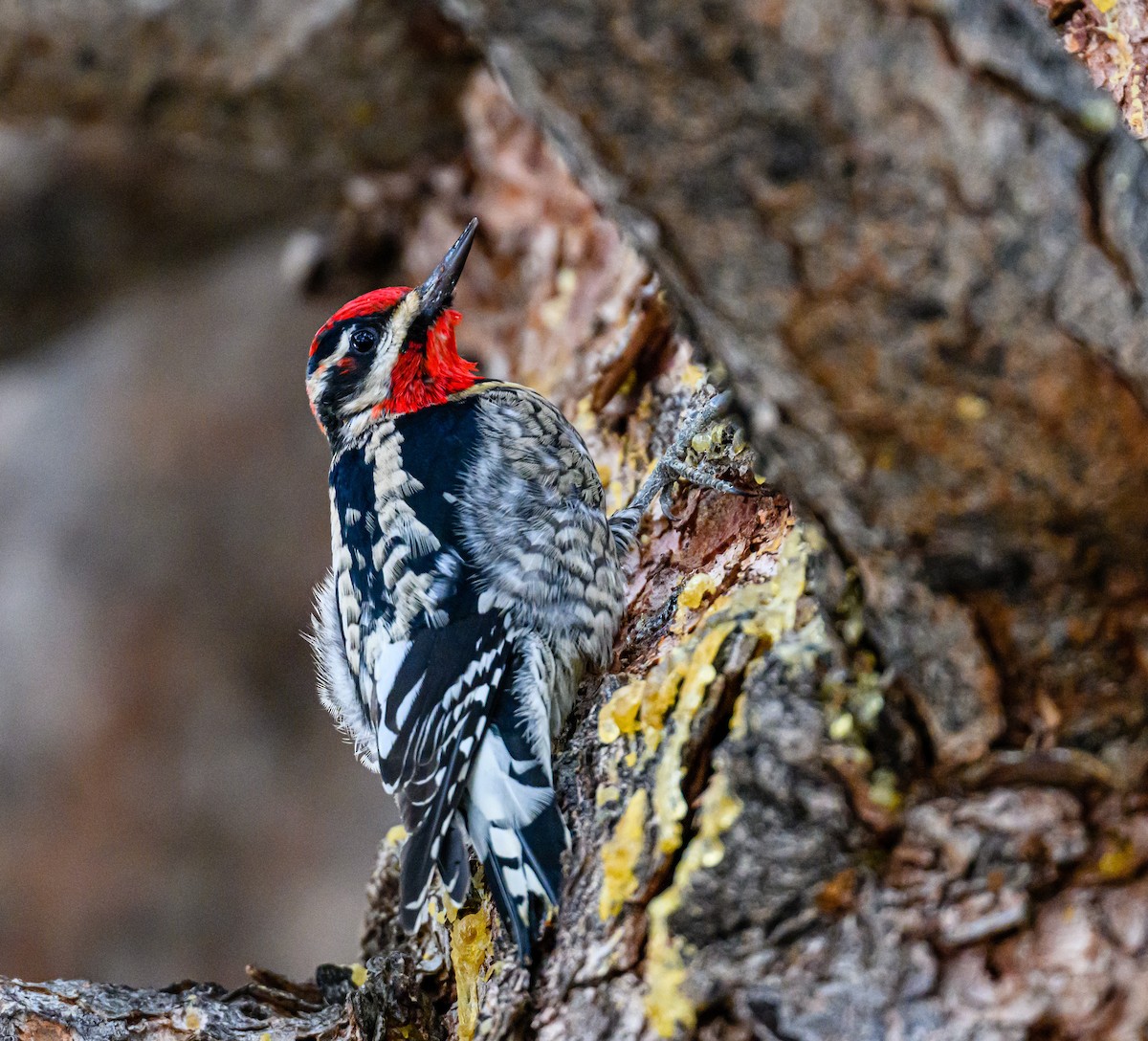 Red-naped Sapsucker - Ken Miracle