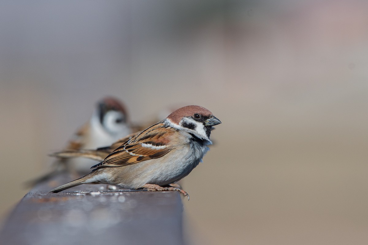 Eurasian Tree Sparrow - ML527444291