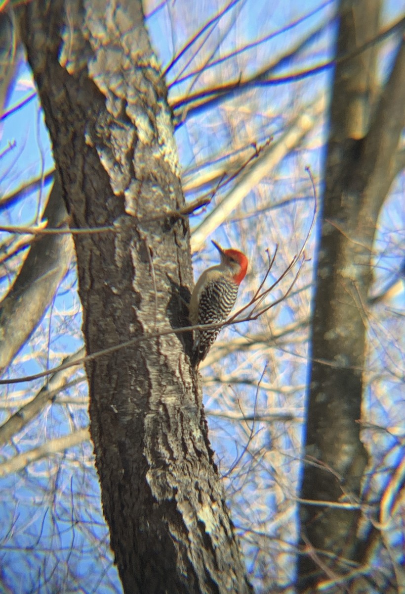 Red-bellied Woodpecker - ML527444831