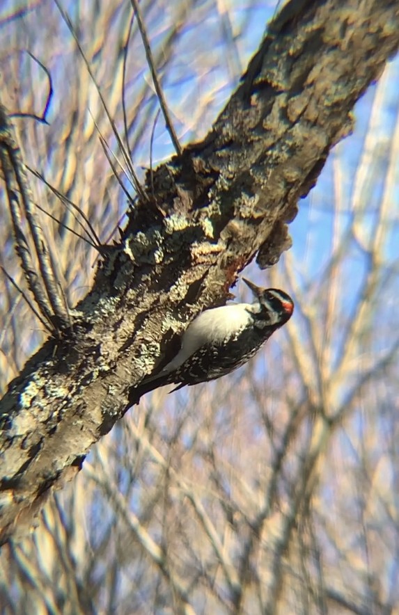 Hairy Woodpecker - ML527444901