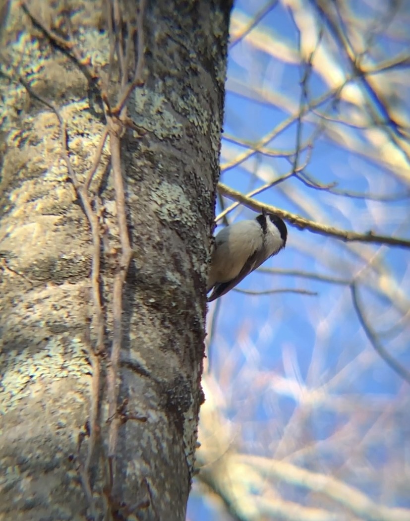 Black-capped Chickadee - ML527444921