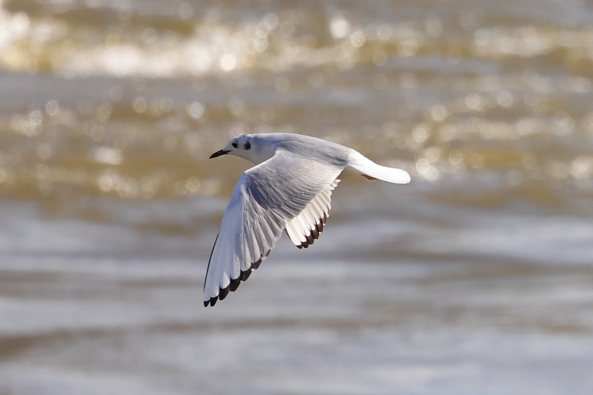 Gaviota de Bonaparte - ML527445011
