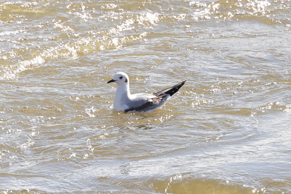 Gaviota de Bonaparte - ML527445081