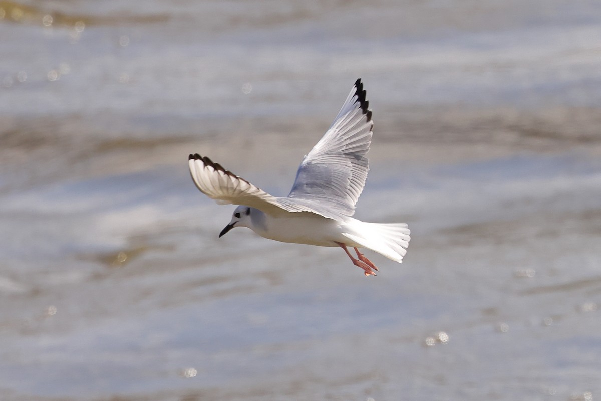 Gaviota de Bonaparte - ML527445091