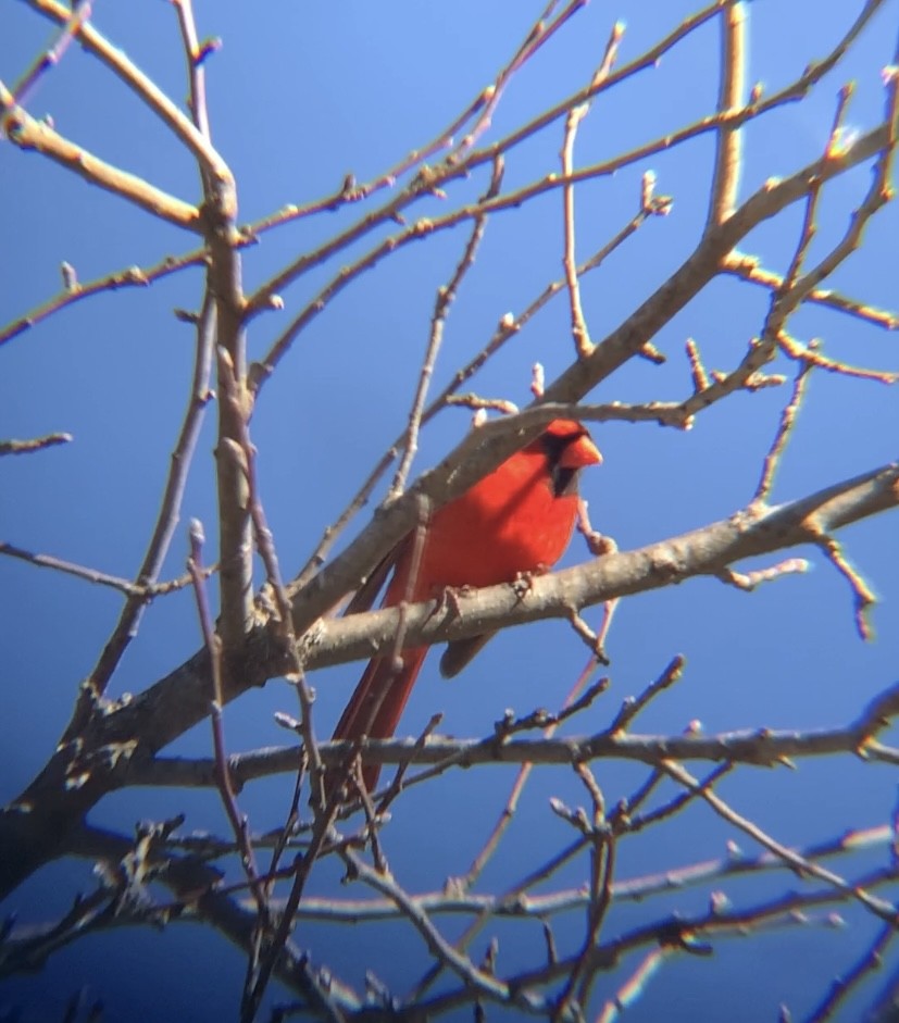 Northern Cardinal - ML527445131