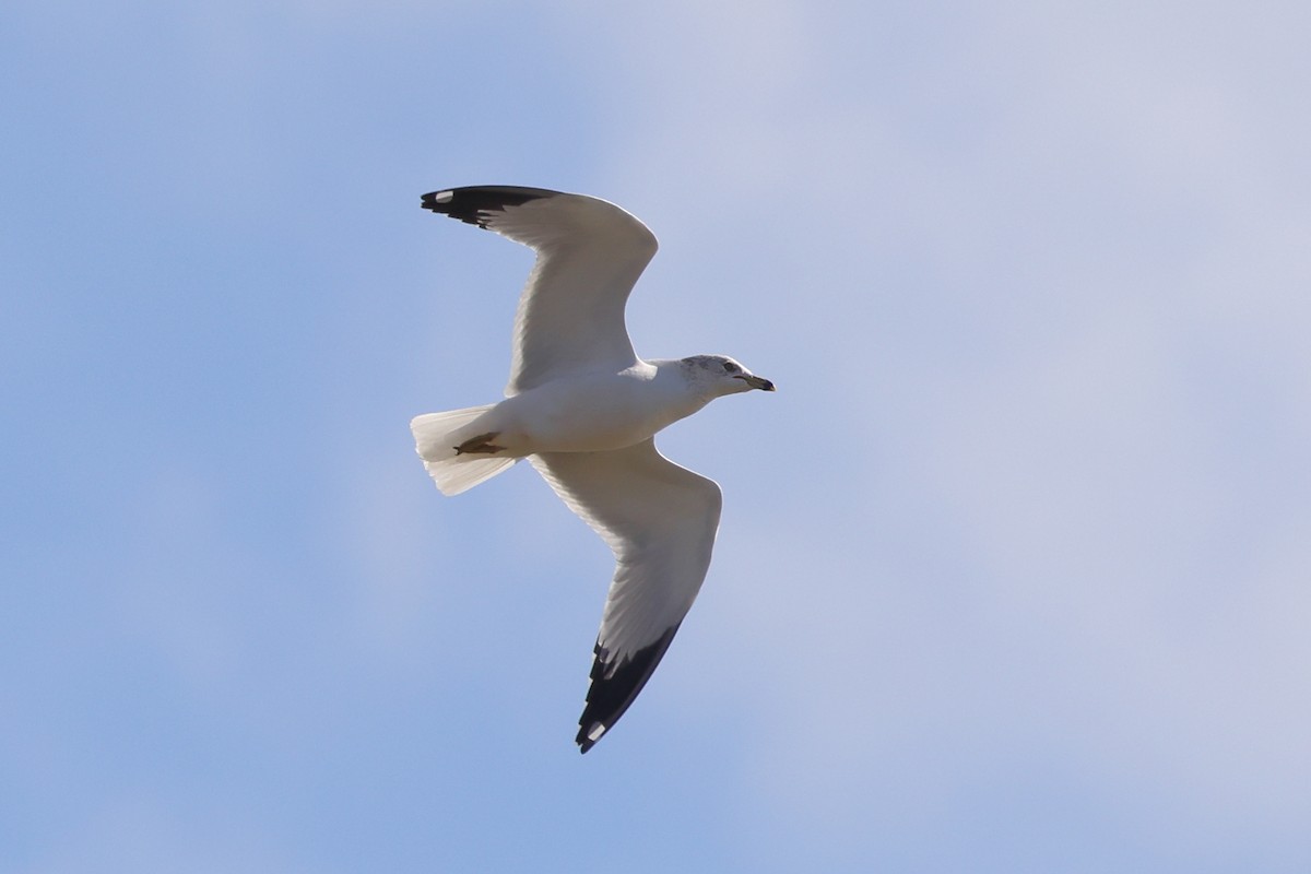 Gaviota de Delaware - ML527445271