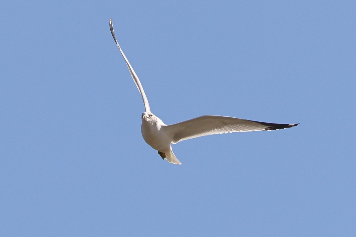 Gaviota de Delaware - ML527445281