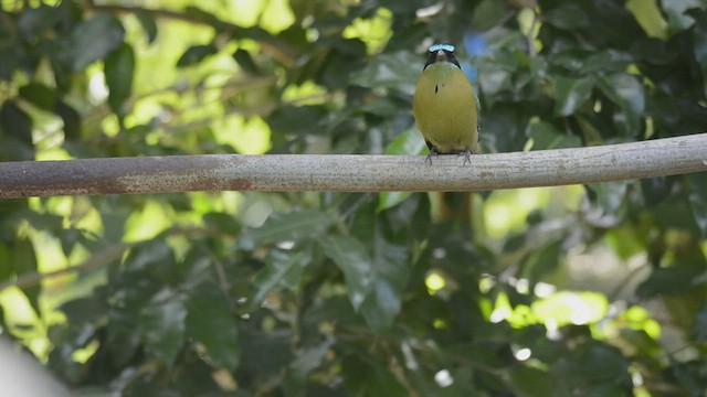 diademmotmot - ML527445941