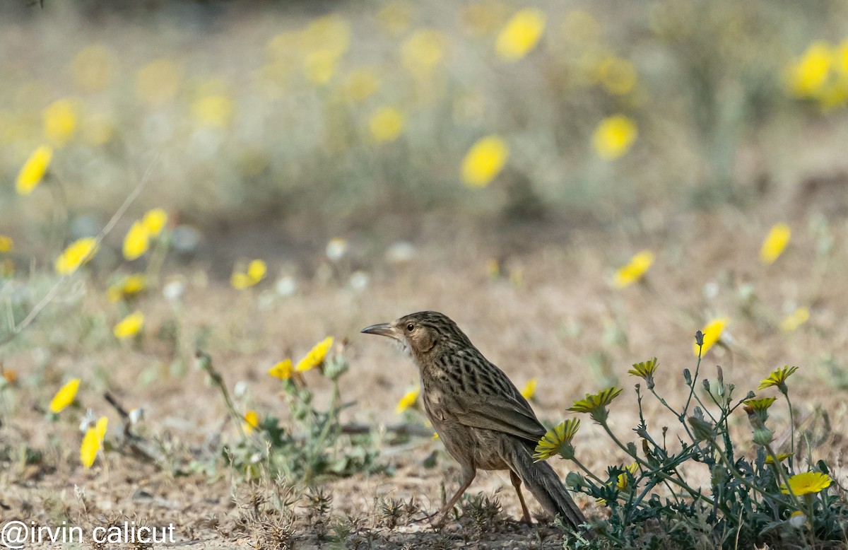 Afghan Babbler - ML527446071