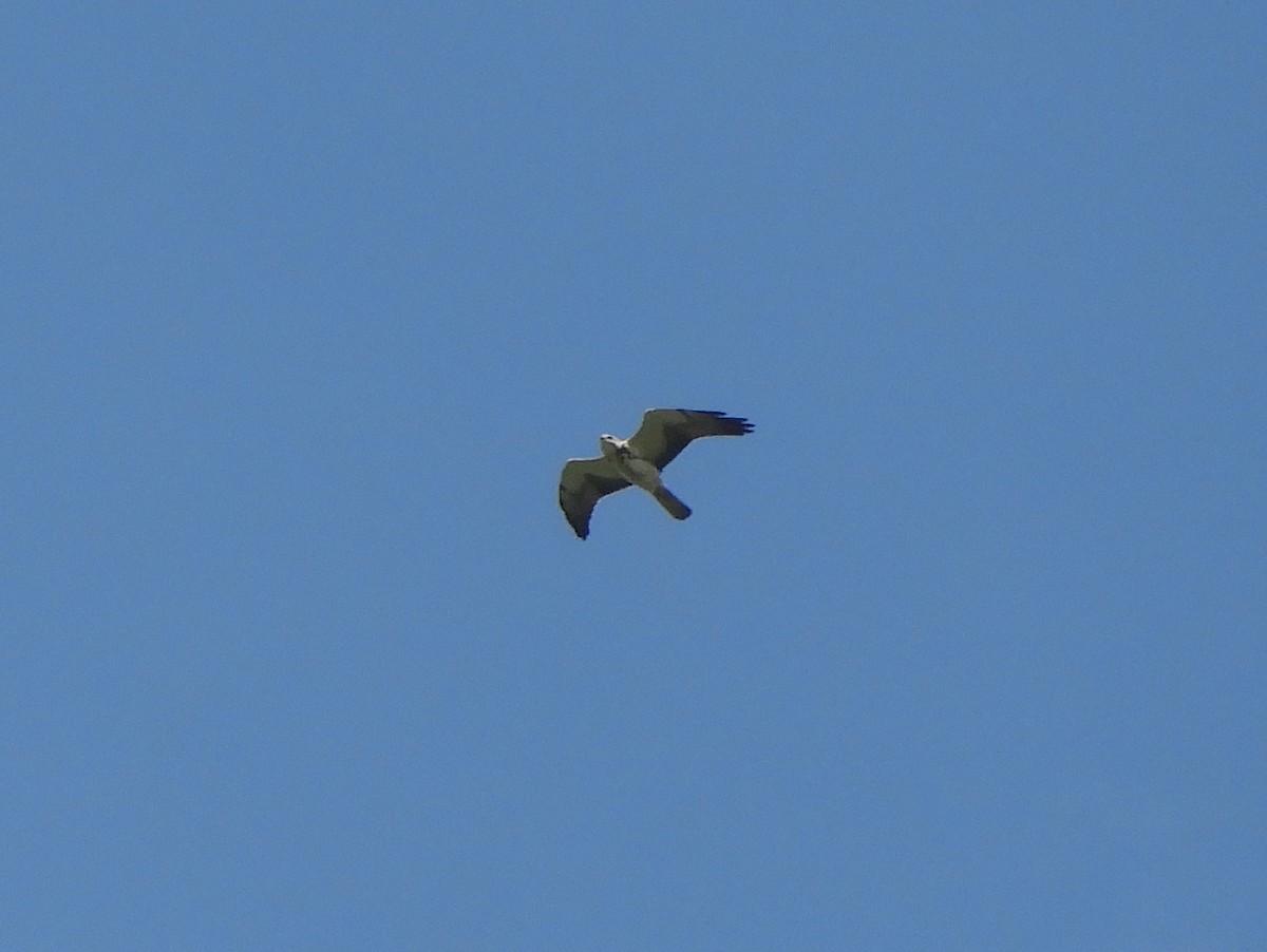 Swainson's Hawk - ML527446151