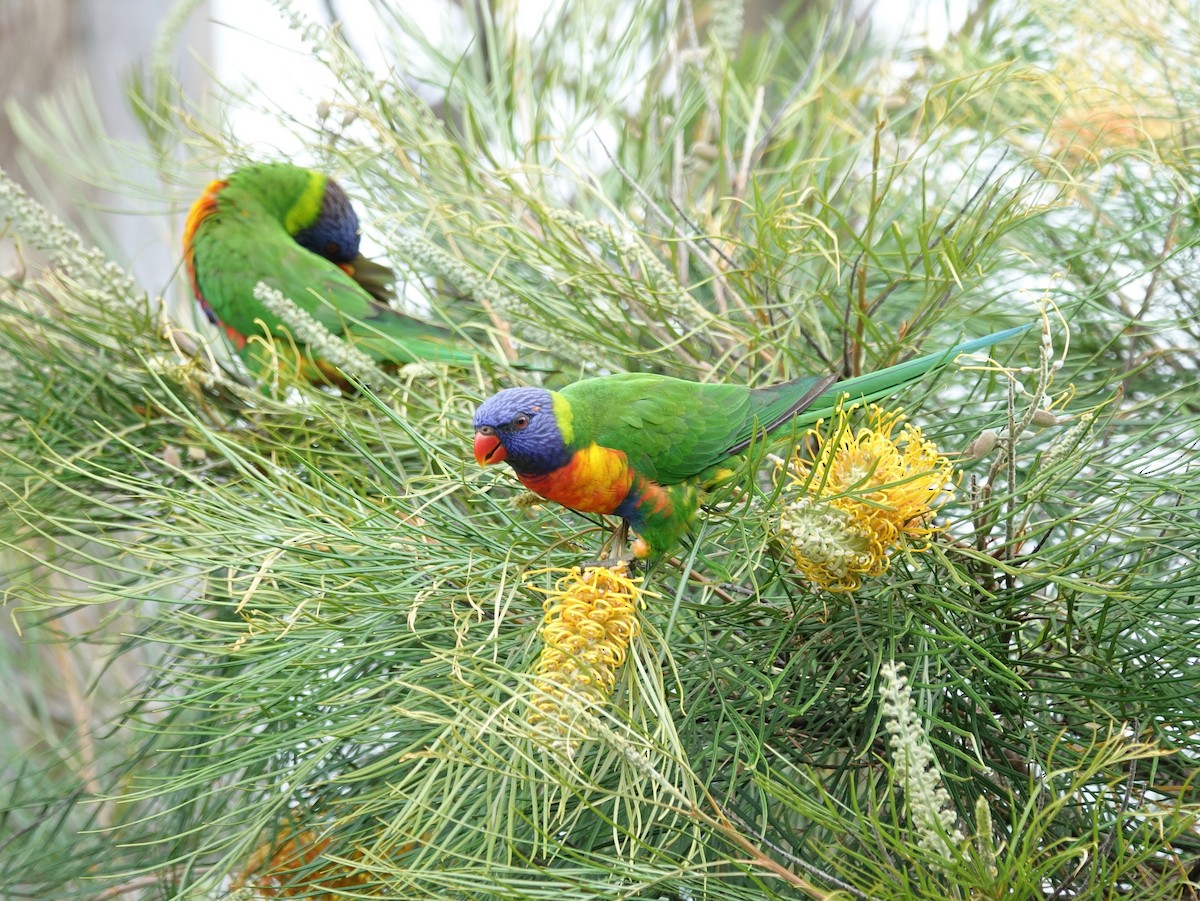 Rainbow Lorikeet - ML527446161