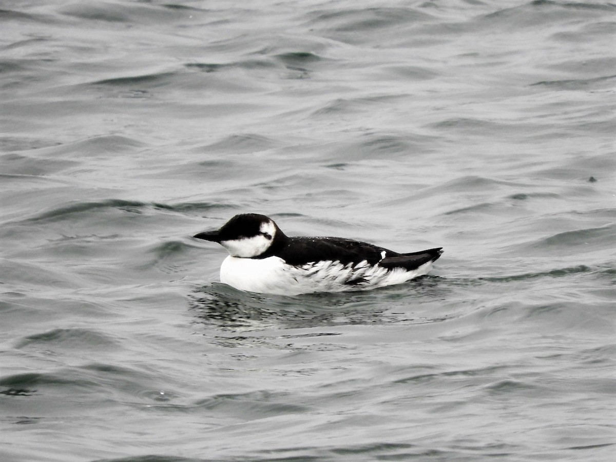 Common Murre - John Gaglione