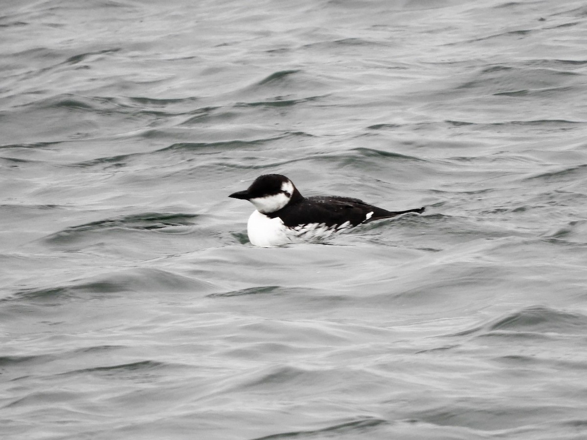 Common Murre - John Gaglione