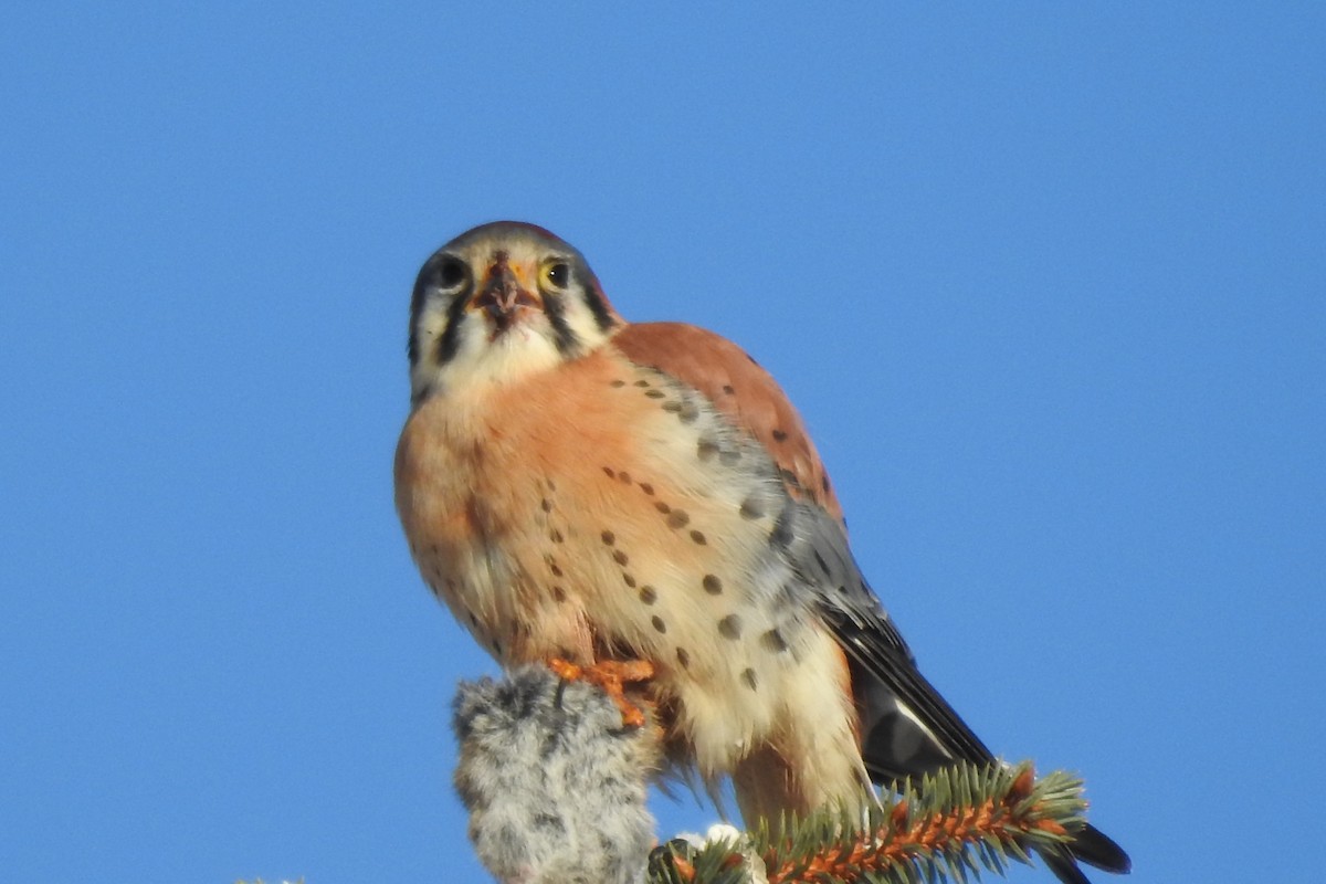 American Kestrel - ML527447391