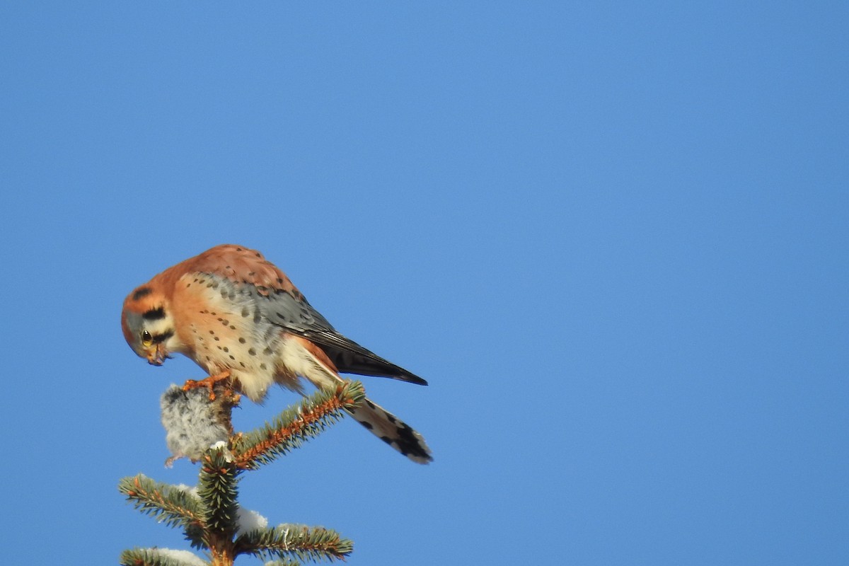 American Kestrel - ML527447431