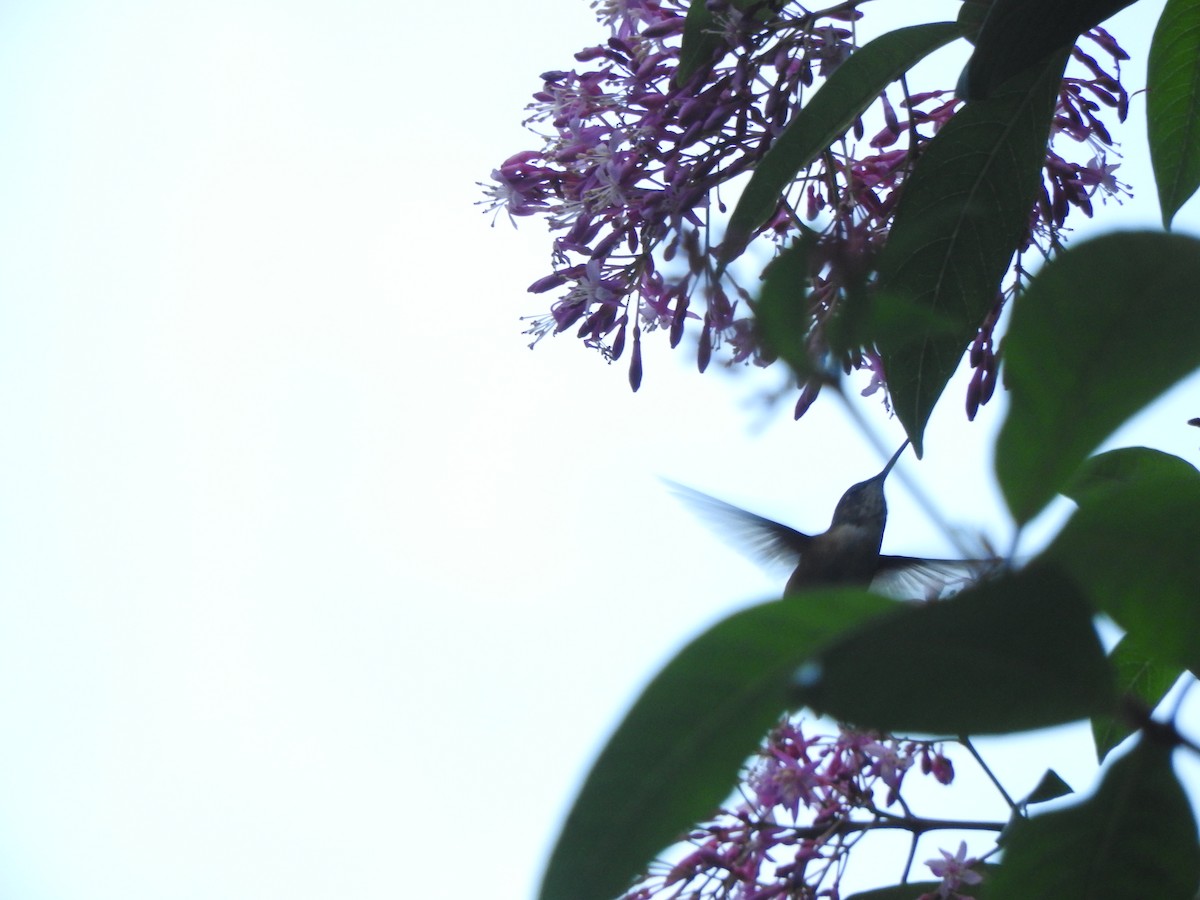 Bumblebee Hummingbird - ML527447441