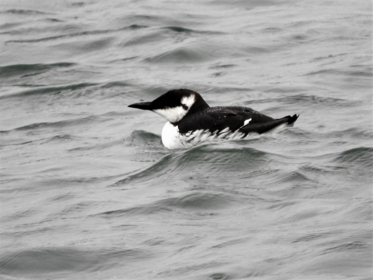 Common Murre - John Gaglione