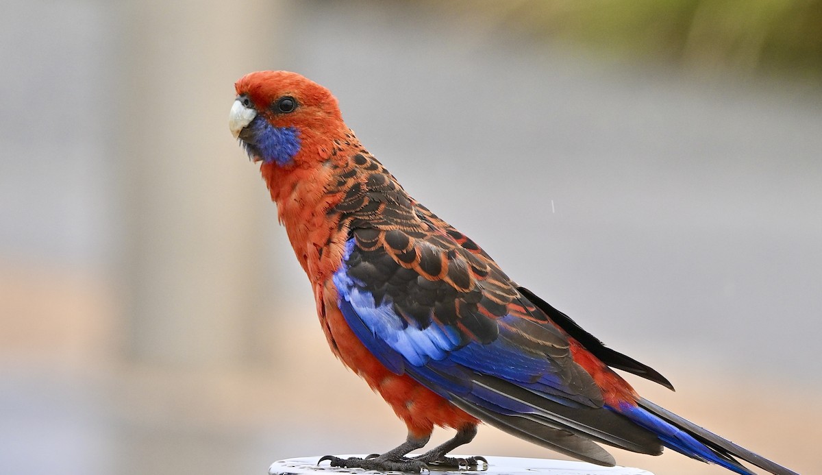 Crimson Rosella - ML527448591